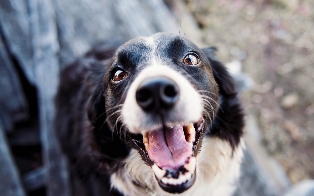 Tenencia Responsable de Mascotas en Chile: Claves para un Cuidado Consciente